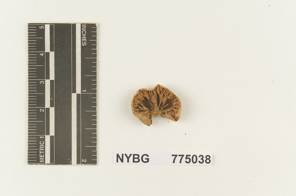 Melanoleuca tenuipes image