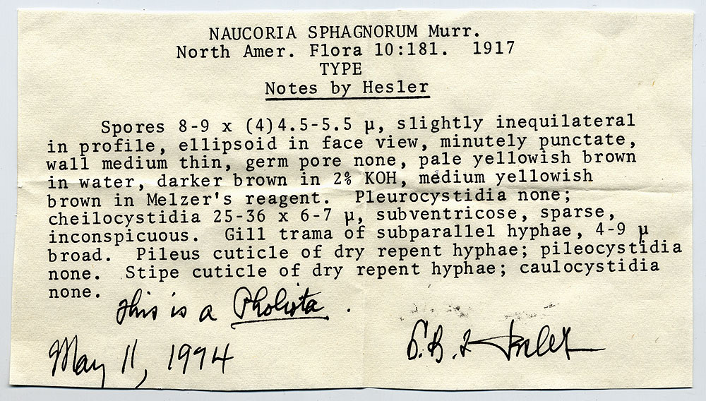 Naucoria sphagnorum image