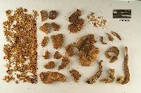 Pluteus magnus image