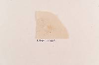 Media resource of Naucoria alniphila