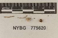 Deconica bulbosa image