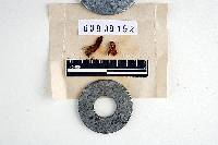 Pyrrhoglossum pyrrhum image