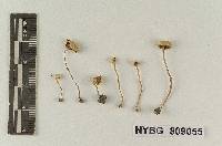 Lepiota subnivosa image