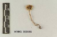Lepiota subnivosa image