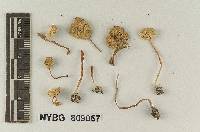 Lepiota subnivosa image