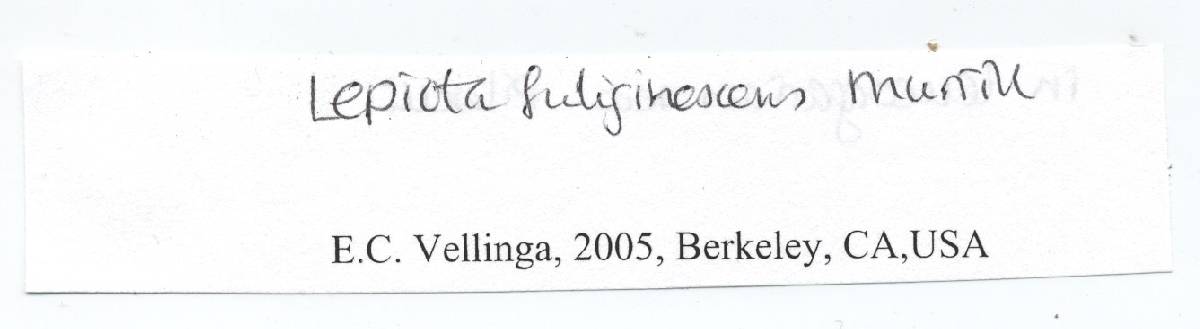 Lepiota fuliginescens image