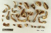 Tricholoma fulvimarginatum image