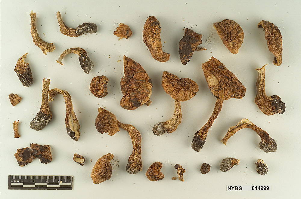 Tricholoma fulvimarginatum image