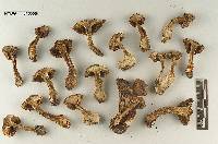 Tricholoma fulvimarginatum image