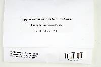 Thumbnail image of current specimen