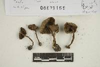 Thumbnail image of current specimen