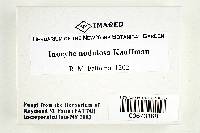 Thumbnail image of current specimen