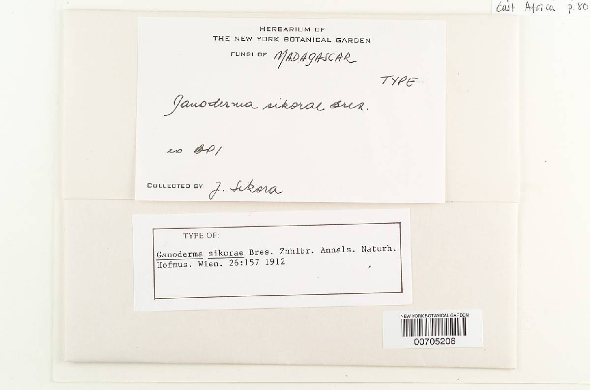 Amauroderma preussii image