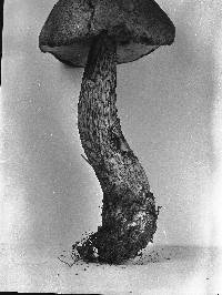 Leccinum aurantiacum image
