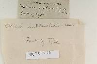 Coprinus subdomesticus image