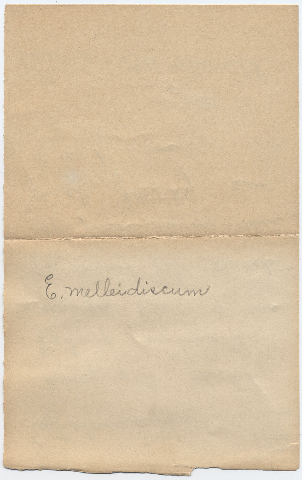 Entoloma melleidiscum image