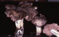 Entoloma subsaundersii image