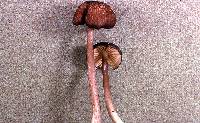 Leptonia fuligineomarginata image