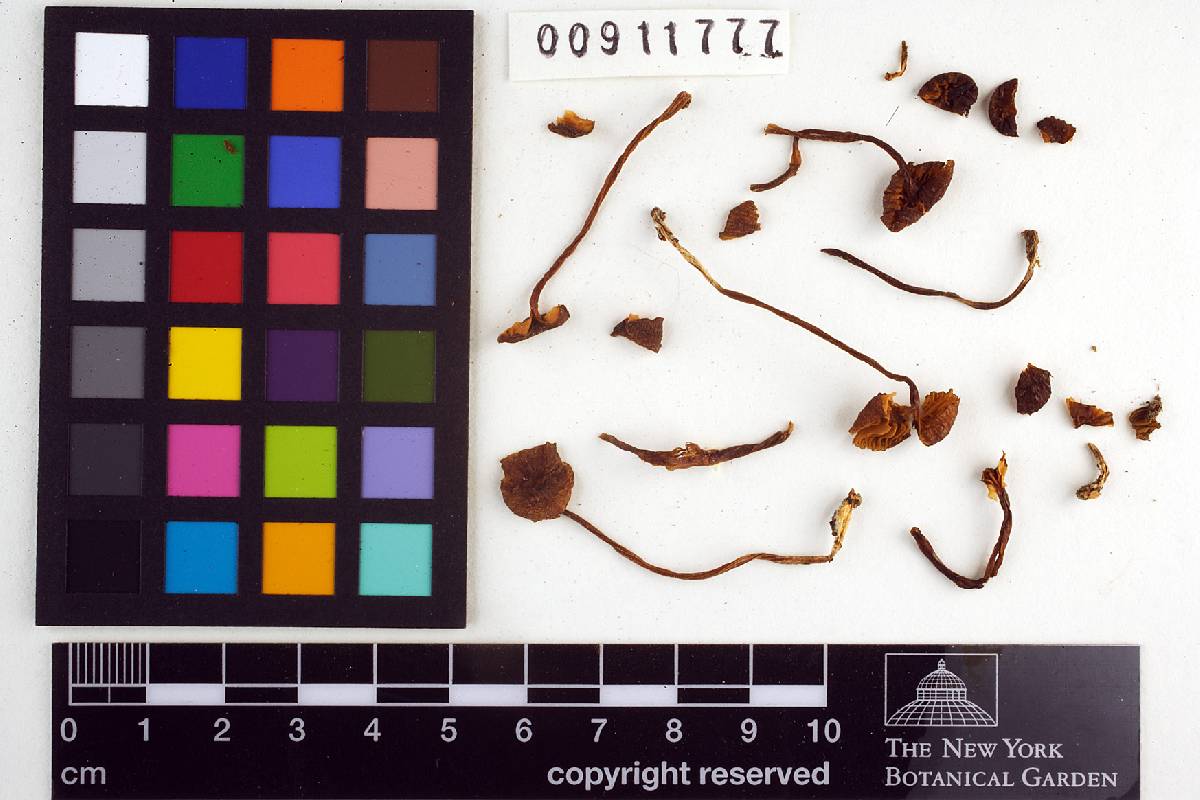 Leptonia crenulata image