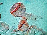 Pluteus brunneidiscus image
