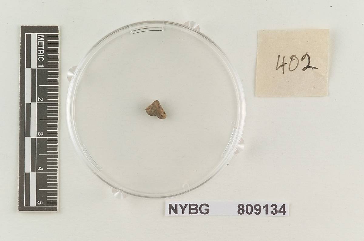 Cystangium echinosporum image