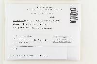 Cystangium echinosporum image