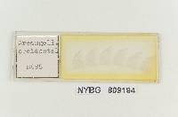 Zelleromyces gilkeyae image