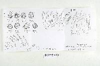 Thumbnail image of current specimen
