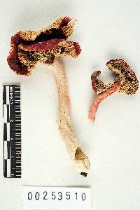 Thumbnail image of current specimen