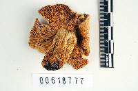 Thumbnail image of current specimen