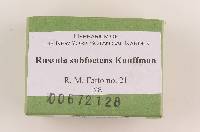 Russula subfoetens image