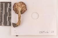 Russula subsericeonitens image
