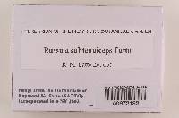 Russula subtenuiceps image