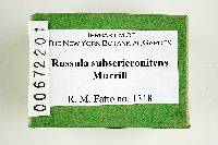 Russula subsericeonitens image