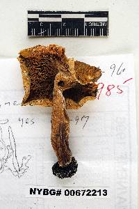 Russula aeruginea image