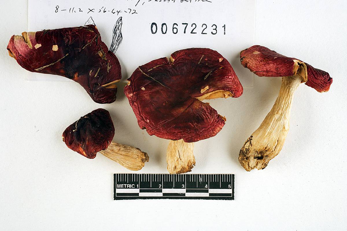 Russula admirabilis image