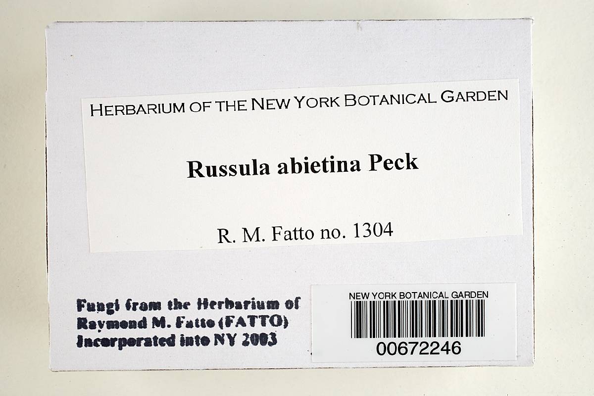 Russula abietina image