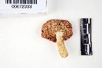 Russula corallina image