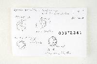 Thumbnail image of current specimen