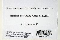 Russula densifolia image