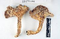 Russula cyanoxantha image
