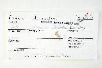 Russula dissimulans image