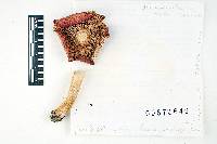 Thumbnail image of current specimen