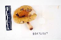 Russula viridioculata image