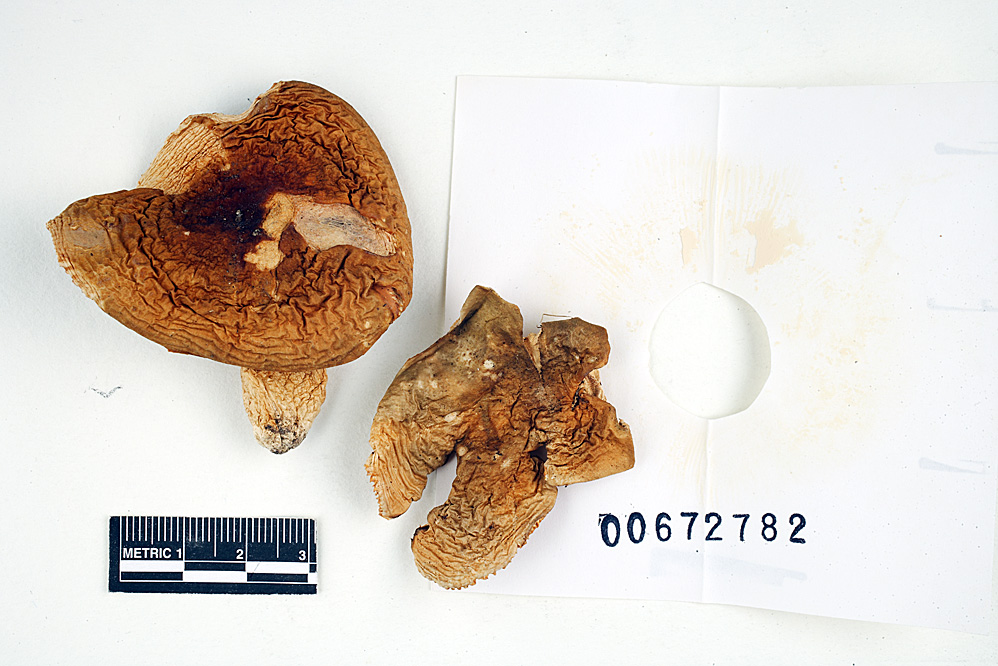 Russula flocculosa image