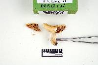 Russula rugulosa image