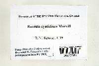 Russula cystidiosa image