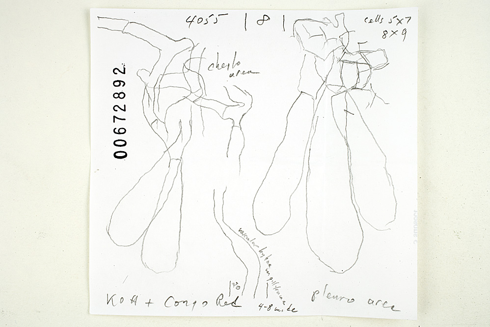 Russula cochisei image