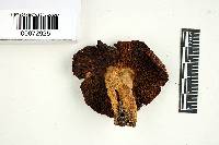 Russula foetens image