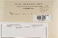 Bovista aspera image